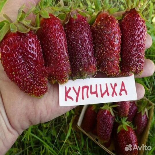 Рассада клубники сорт Купчиха