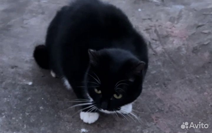 Кошка в добрые руки