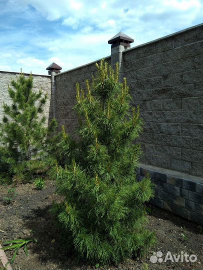 Саженцы сибирского кедра экстра класс
