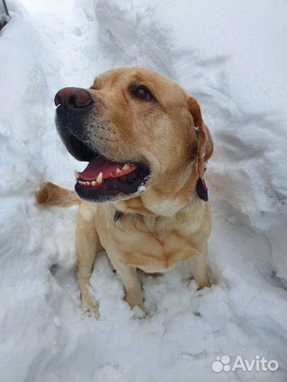 Кобель лабрадора вязка