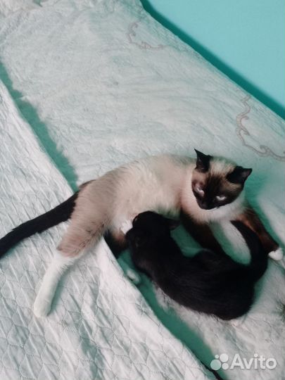 Котики бесплатно черный