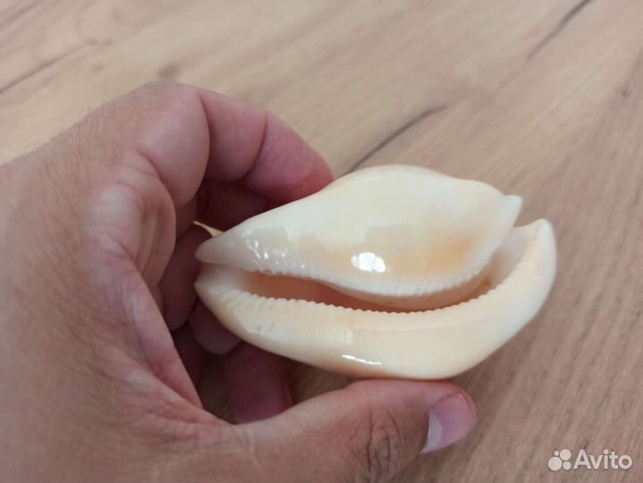 Морская раковина