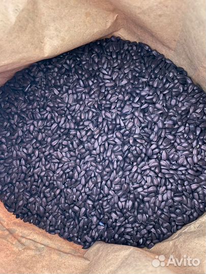 Семена подсолнечника гибриды оптом