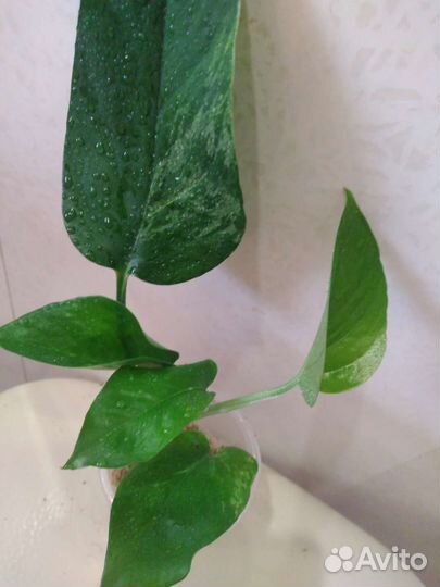 Эпипремнум Снежная королева