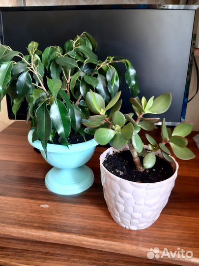 Крассула - толстянка, фикус Бенджамина