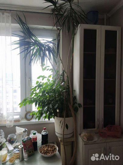 Драцена огромная