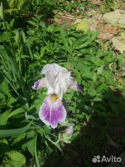 Рассада многолетних цветов