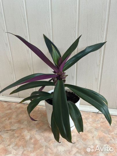 Рэо (Ладья Моисея)