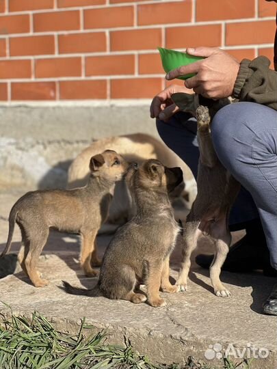 Щенки в добрые руки
