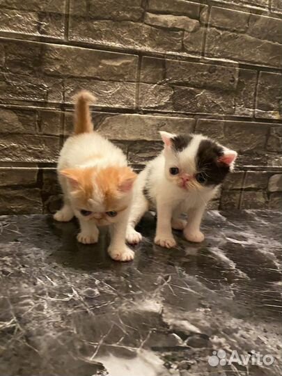 Котята экзоты