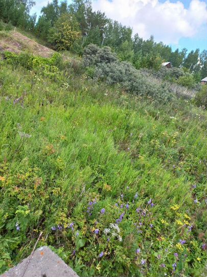 Участок 6,5 сот. (СНТ, ДНП)