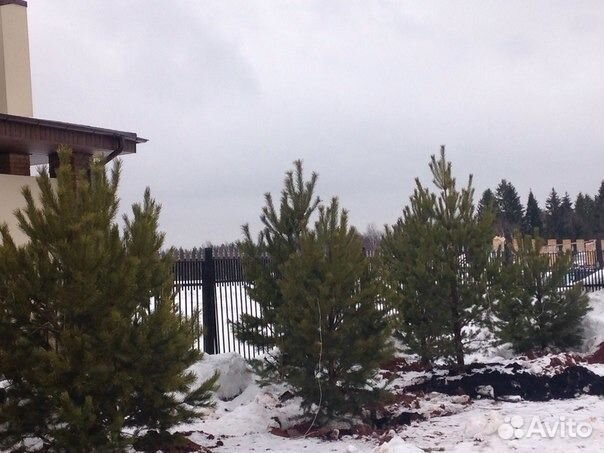 Саженцы ель, сосна, липа и др (крупномерный с комо