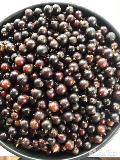 Продам смородину