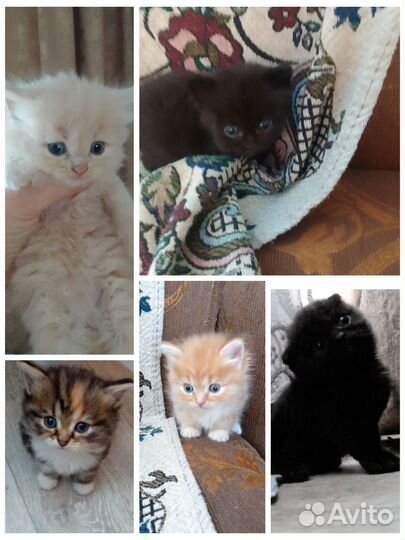 Шотландские котята