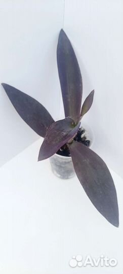 Традесканции,каллизии,солейролия