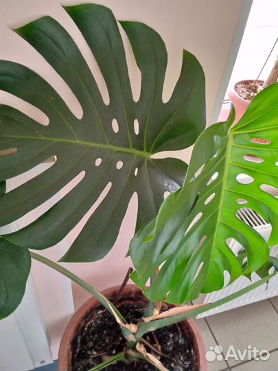 Монстера delica