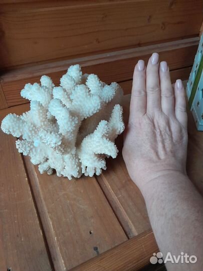 Натуральный коралл