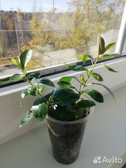 Дипладения