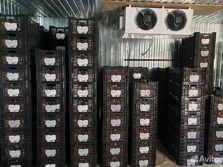 Луковицы тюльпанов 11/12 12+ оптом