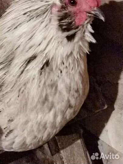 Молодые петушки