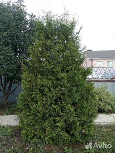 Туя брабант