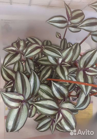 Традесканция