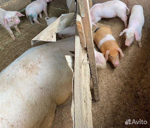 Поросята ландрас