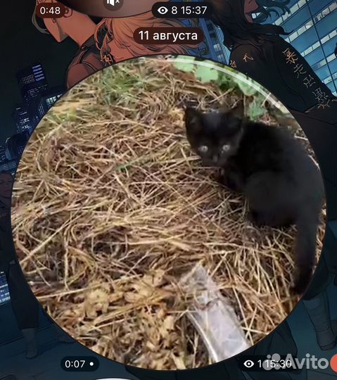 Потерялась кошка маленькая чёрного окраса