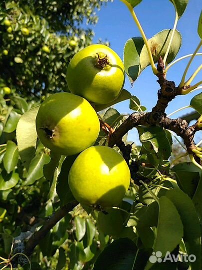 Груша Дулька