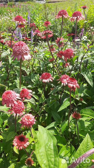 Эхинацея Raspberry Truffle