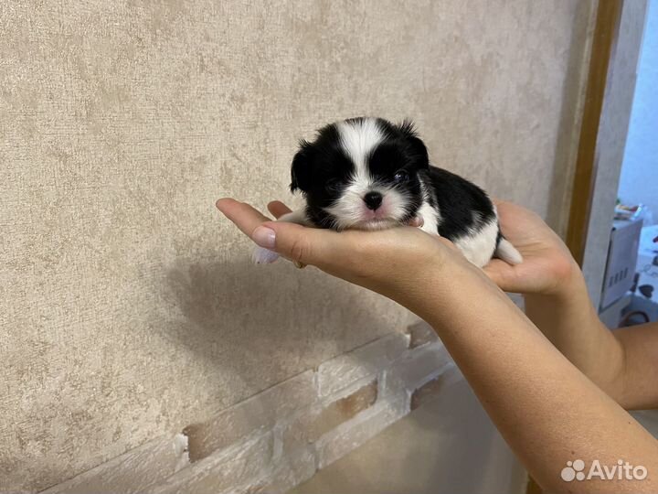 Щенки японский хин