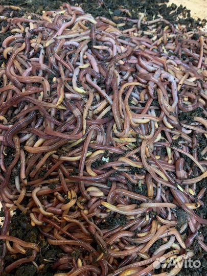 Черви для рыбалки Дендробена