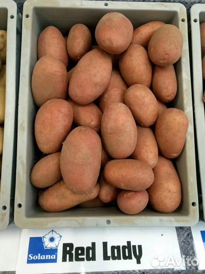 Картофель семенной