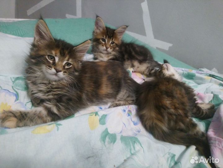 Котята мейн-кун