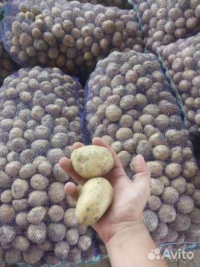 Картофель 2 сорт