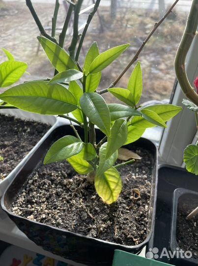 Укорененные черенки лимона от плодоносящего дерева