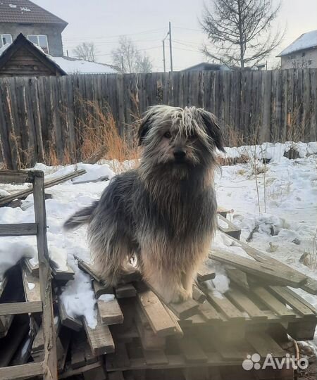 Хорошие хвостики