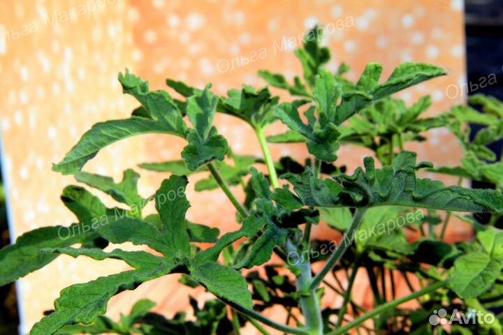 Пеларгония душистая