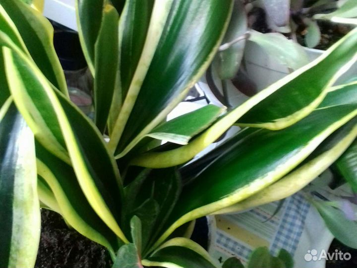 Сансеиверии.Фикусы