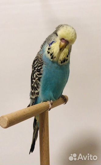 Выставочные волнистые попугаи чехи