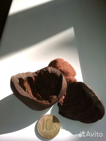 Окаменевший плод