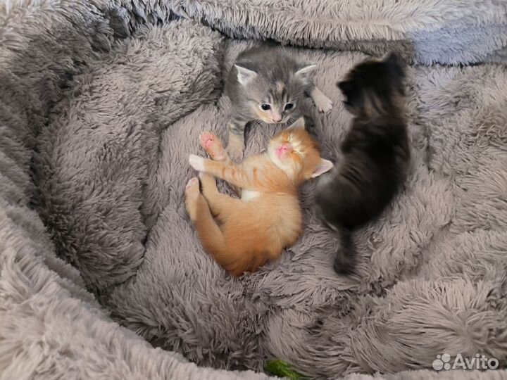 Котята в добрые руки