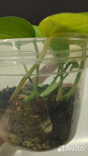 Эпипремнум Золотистый (Золотой Дракон)