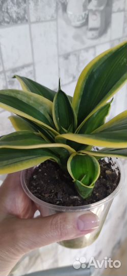 Сансевьера Green Mould