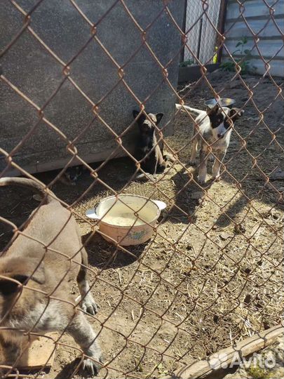 Собака в добрые руки отдам бесплатно