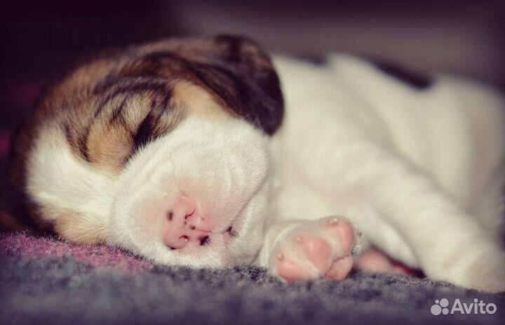 Щенки бигль