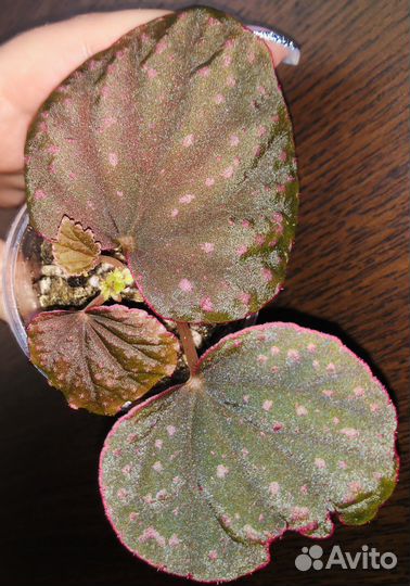 Бегония alicida