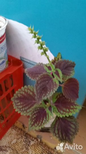 Папоротник.Эпифиллум. колеус. розы