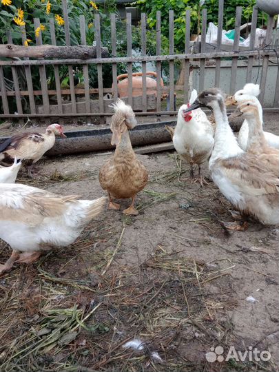 Хохлатые утки