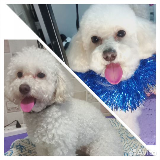 Груминг, стрижка собак, кошек